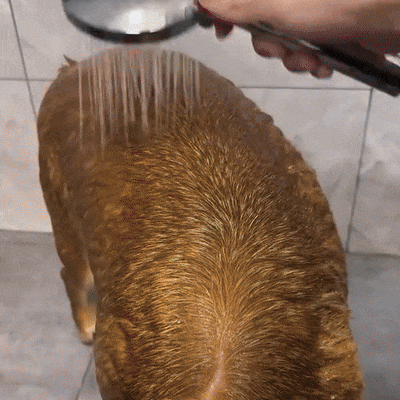 Cepillo de ducha para mascotas 2 en 1