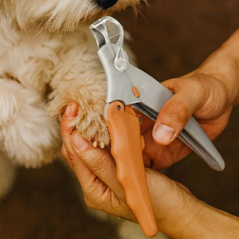 Le Coupe-Griffes LED qui fait le buzz 💡🐾